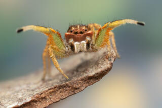Habronattus mustaciata