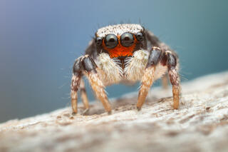 Habronattus ocala