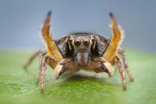 Habronattus orbus