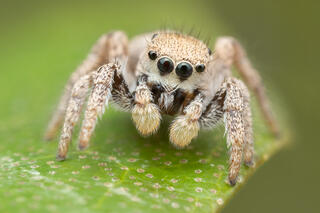 Habronattus (Rio Grande)
