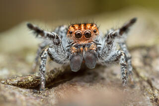 Habronattus venatoris