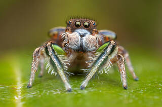 Habronattus viridipes