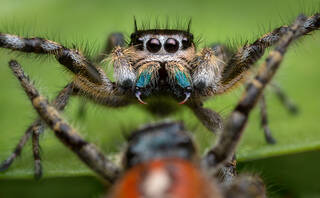 Phidippus pheonix