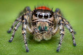 Phidippus pheonix