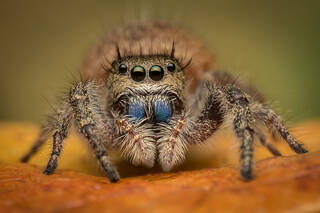 Phidippus princeps