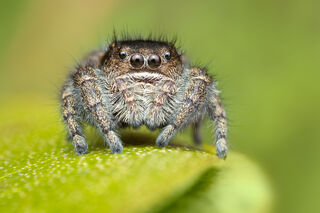 Phidippus olympus