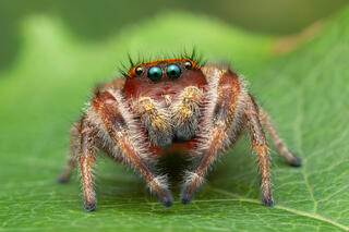 Phidippus pius