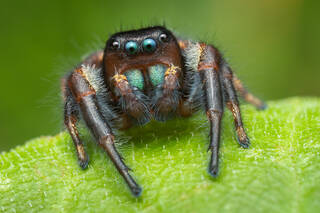 Phidippus princeps