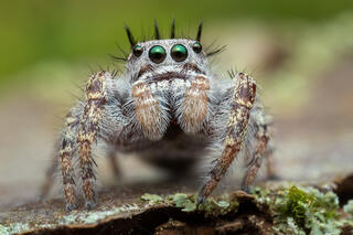 Phidippus putnami