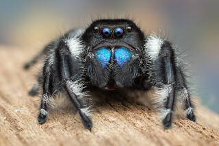 Phidippus regius