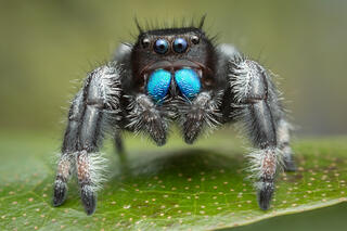 Phidippus regius