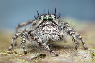 Phidippus tigris