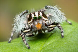 Phidippus tigris