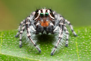Phidippus tigris