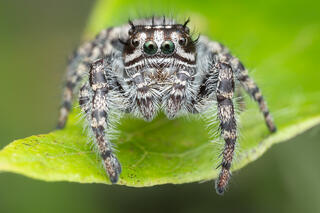 Phidippus tigris