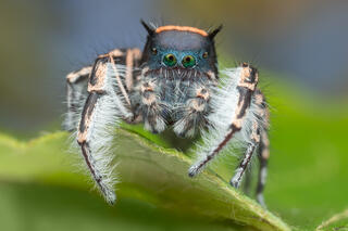 Phidippus toro