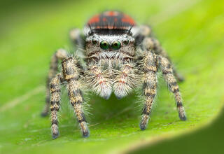 Phidippus tyrrellii