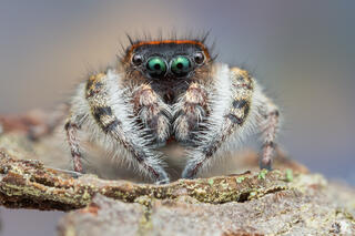 Phidippus whitmani