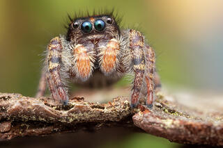 Phidippus whitmani