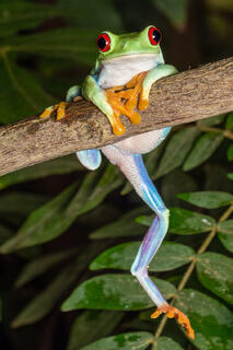 Red-eyed Treefrog II