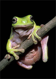 White's Treefrog