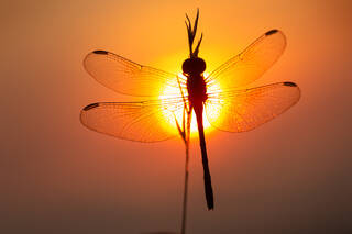 Dawn