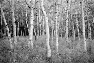Acadia Birch