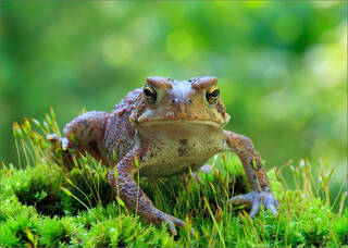American Toad