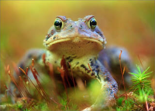 American Toad