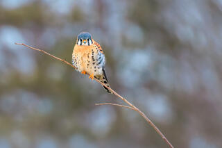 American kestrel