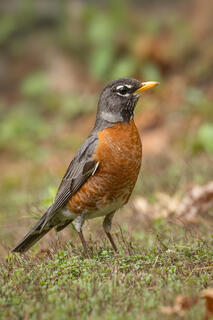 American Robin