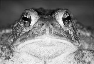 American Toad