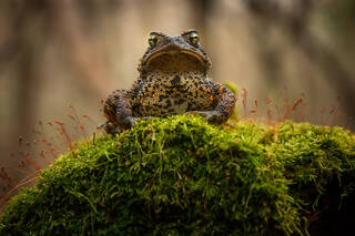 American Toad