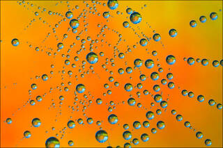 Autumn Dew