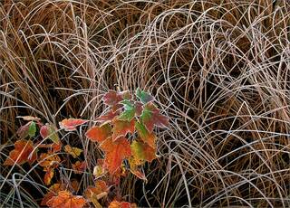 Autumn Frost