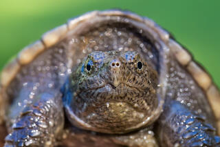 Snapping turtle