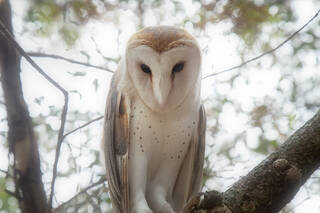 Barn Owl