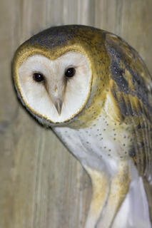 Barn Owl