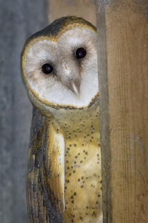 Barn Owl