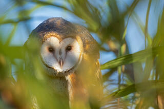 Barn Owl-Sugar Cane