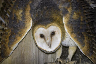 Barn Owl