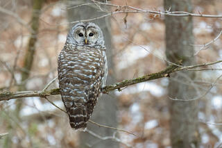 Barred Owl