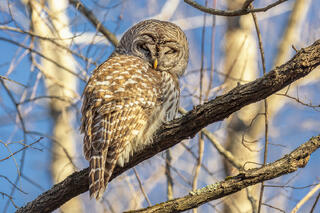 Barred Owl-Hadley, MA