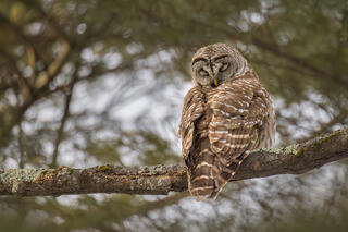 Barred Owl-Pelham Woods