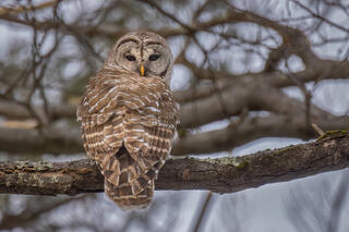 Barred Owl -Pelham Woods