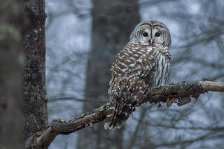 Barred Owl -Dusk