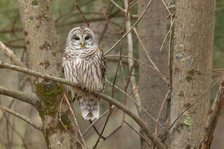 Barred Owl