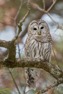 Barred Owl