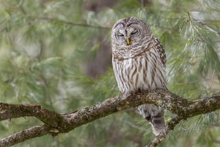 Barred Owl-Pelham Woods