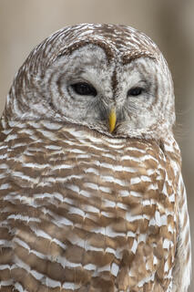Barred Owl